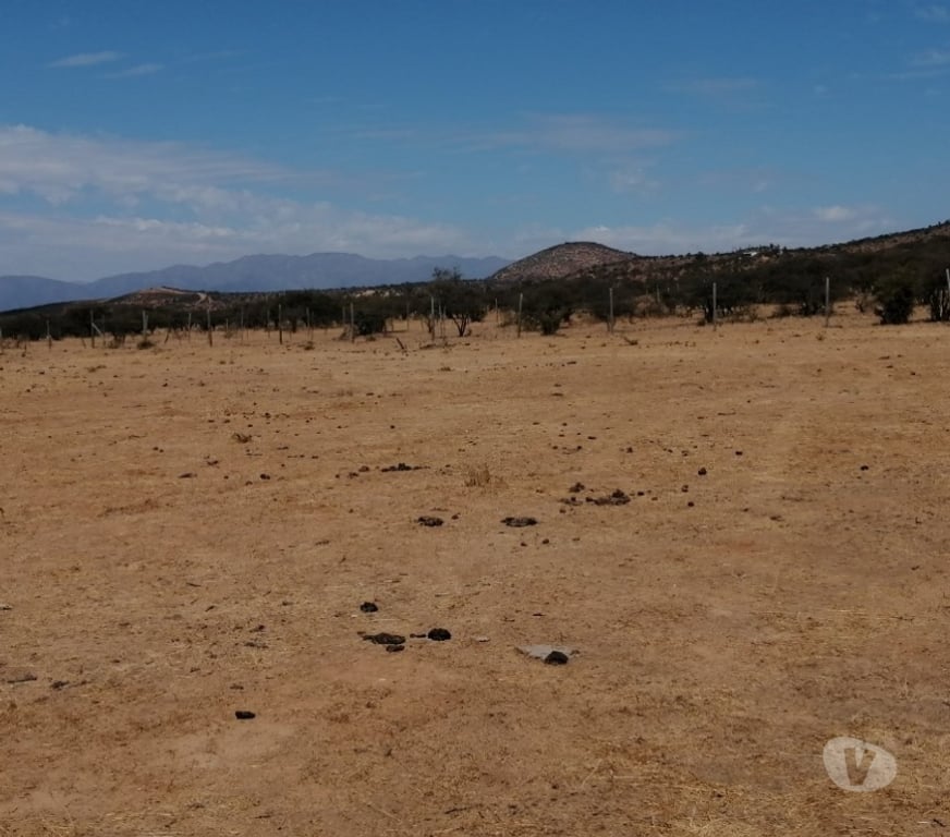 Parcelas en Venta Quillota Limache - Fotos de PARCELA PLANA SECTOR LOS BORRISQUEROS LIMACHE.