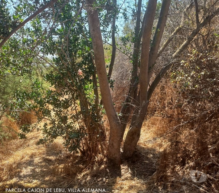 Parcelas en Venta Quillota Limache - Fotos de PARCELA FUNDO EL LEBU PEÑABLANCA