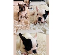 Hermosos cachorros Bulldog francés