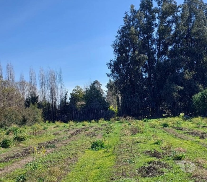 Parcelas en Venta Maipo Paine - Fotos de Parcela en Colonia Kennedy-Paine.