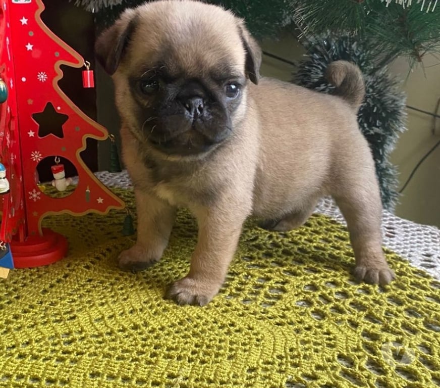 Gatos en Venta Linares Yerbas Buenas - Fotos de Pug cachorro $200.000