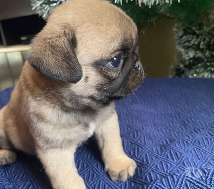 Gatos en Venta Yerbas Buenas Linares - Fotos de Pug cachorro $200.000