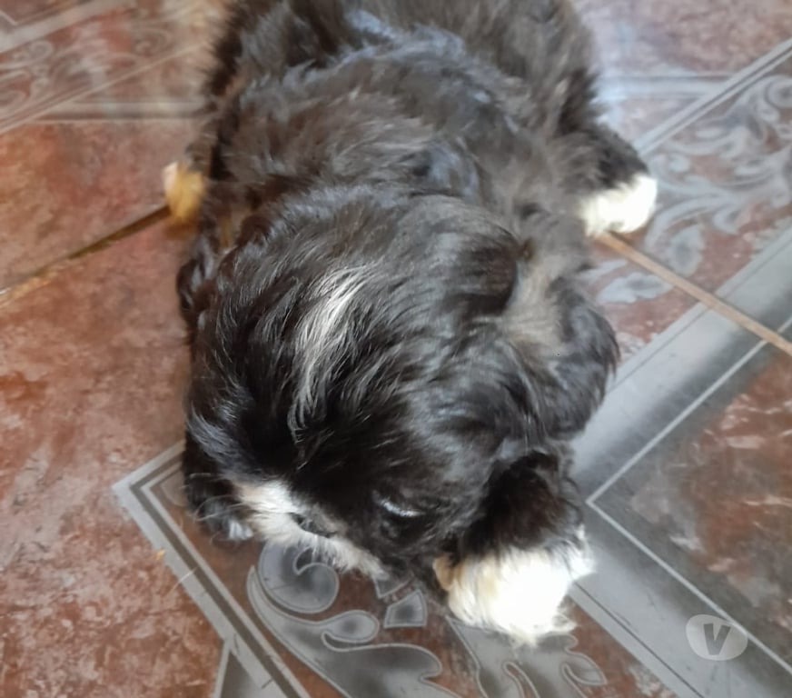 Gatos en Venta Concepción Chiguayante - Fotos de Cachorros shitzu