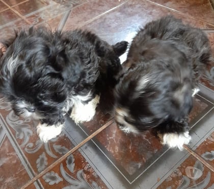 Venta de Mascotas Chiguayante Concepción - Fotos de Cachorros shitzu