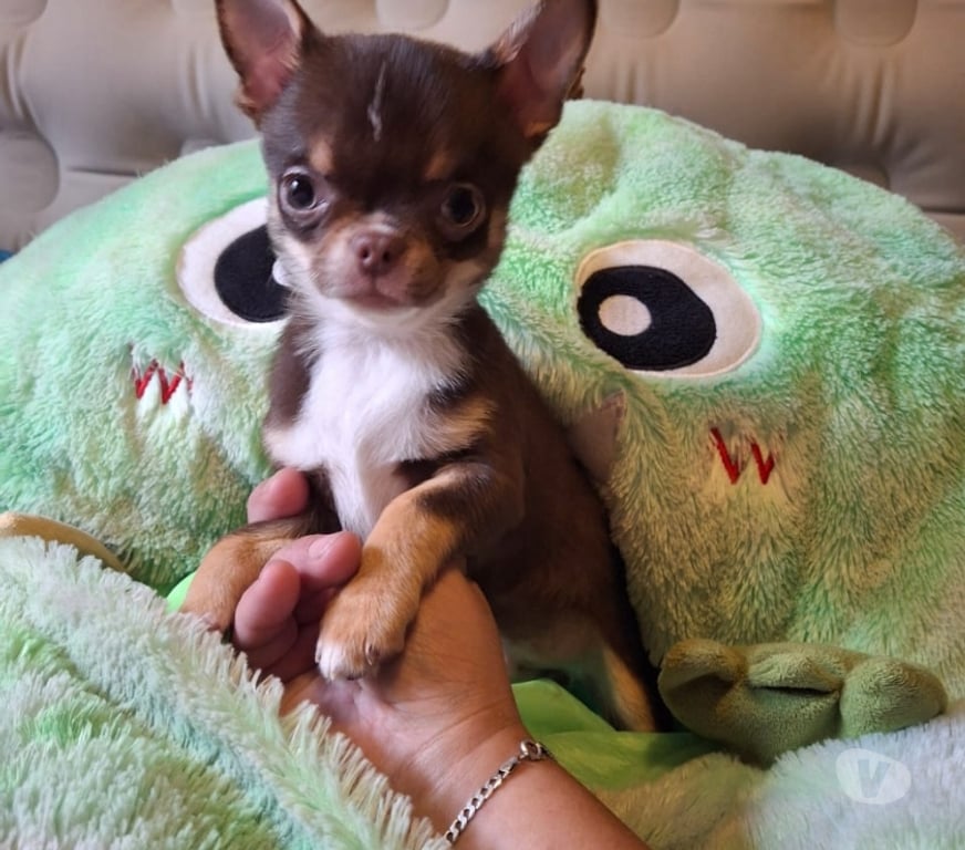 Gatos en Venta Santiago Providencia - Fotos de Chihuahua macho chocolate