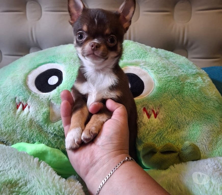 Gatos en Venta Santiago Providencia - Fotos de Chihuahua macho chocolate