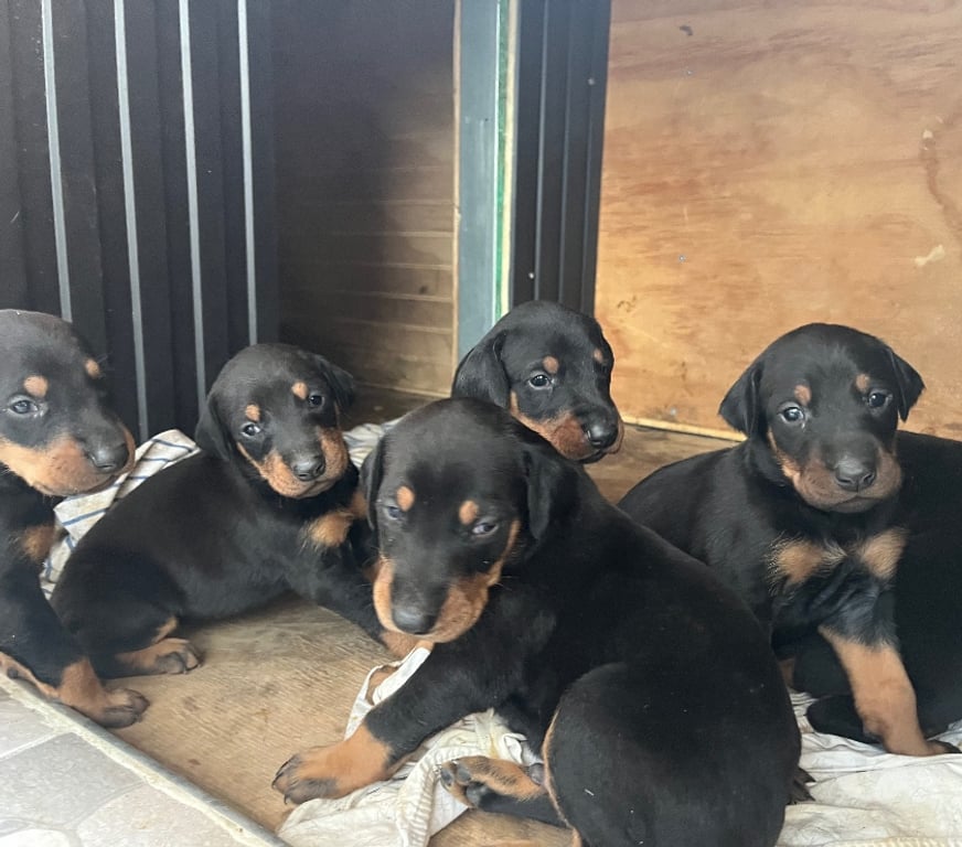 Gatos en Venta Santiago Santiago - Fotos de Cachorros Doberman 🐾