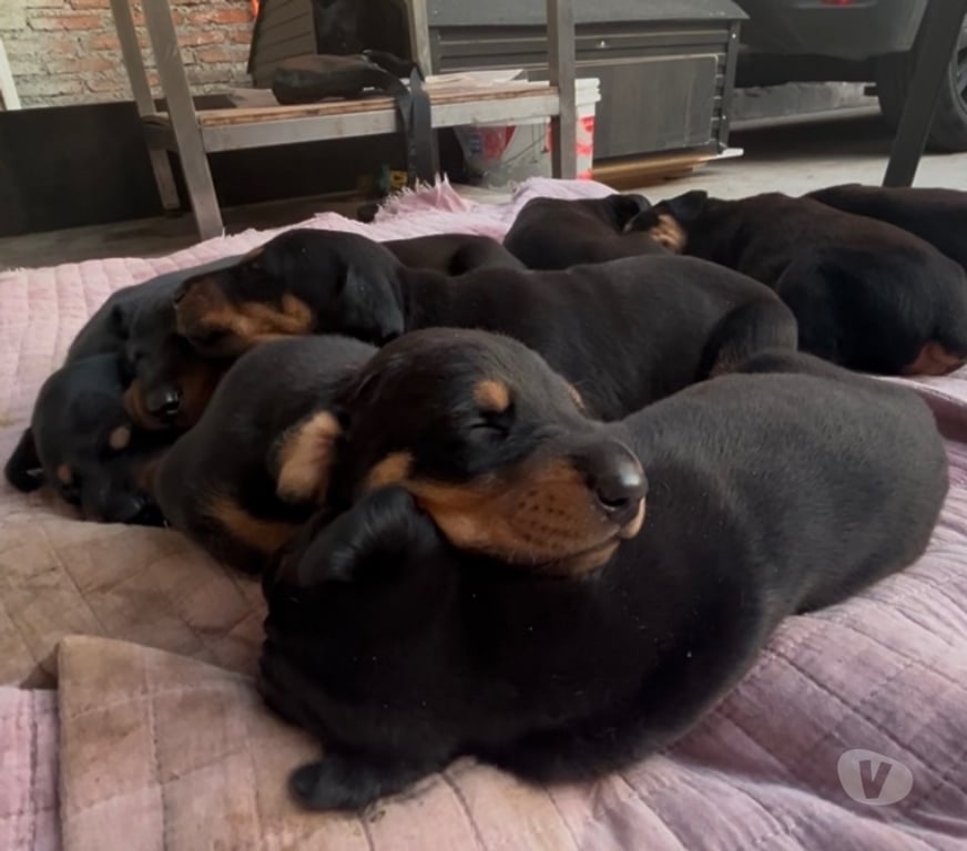 Gatos en Venta Santiago Santiago - Fotos de Cachorros Doberman 🐾