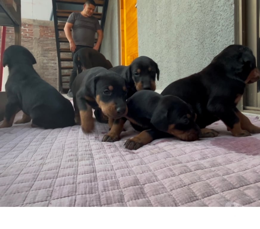 Gatos en Venta Santiago Santiago - Fotos de Cachorros Doberman 🐾