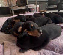Cachorros Doberman 🐾