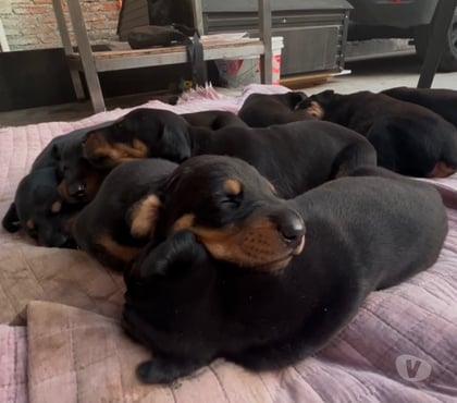 Mascotas en Venta Santiago Santiago - Fotos de Cachorros Doberman 🐾