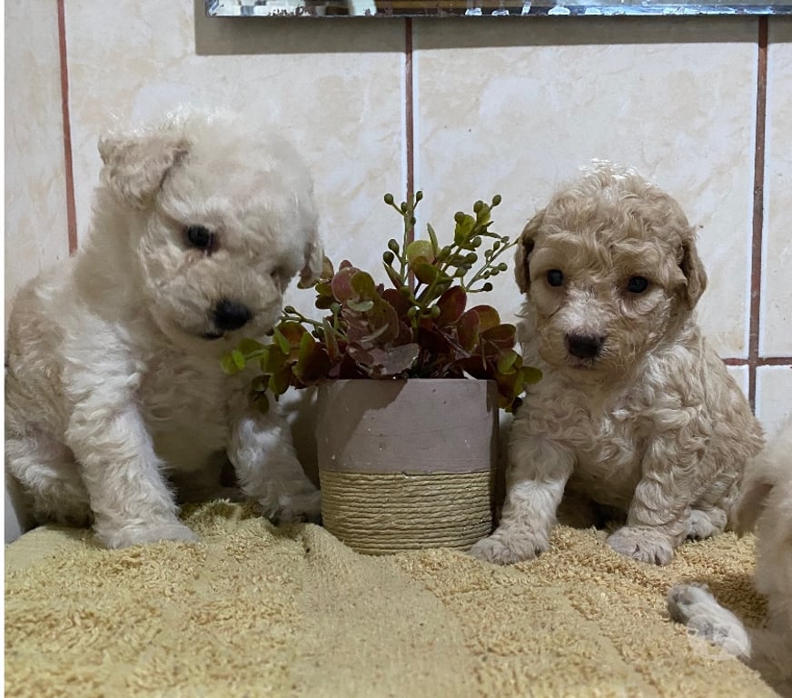 Gatos en Venta Santiago La Cisterna - Fotos de Hembritas 9 2931 2239