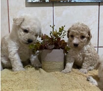 Hembritas 9 2931 2239