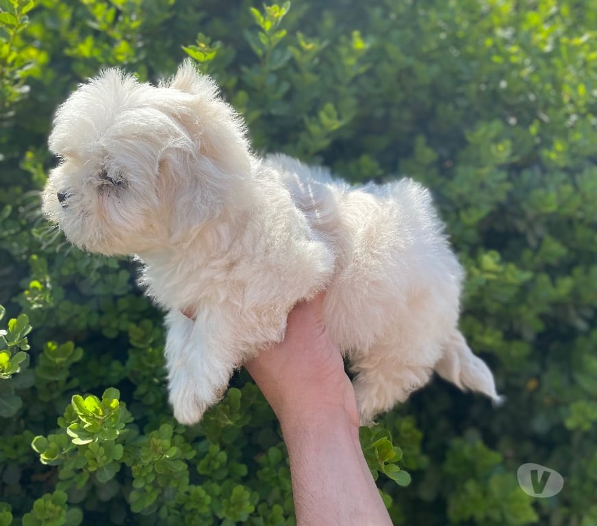 Gatos en Venta Santiago La Cisterna - Fotos de Hermosa maltés mini
