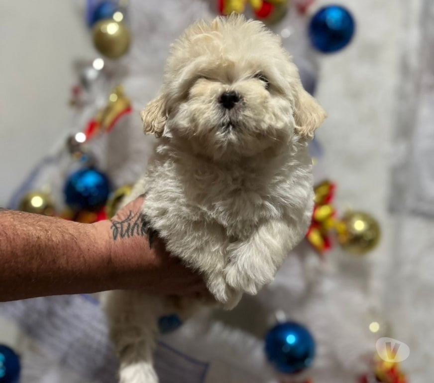 Gatos en Venta Santiago La Cisterna - Fotos de Hermosa maltés mini