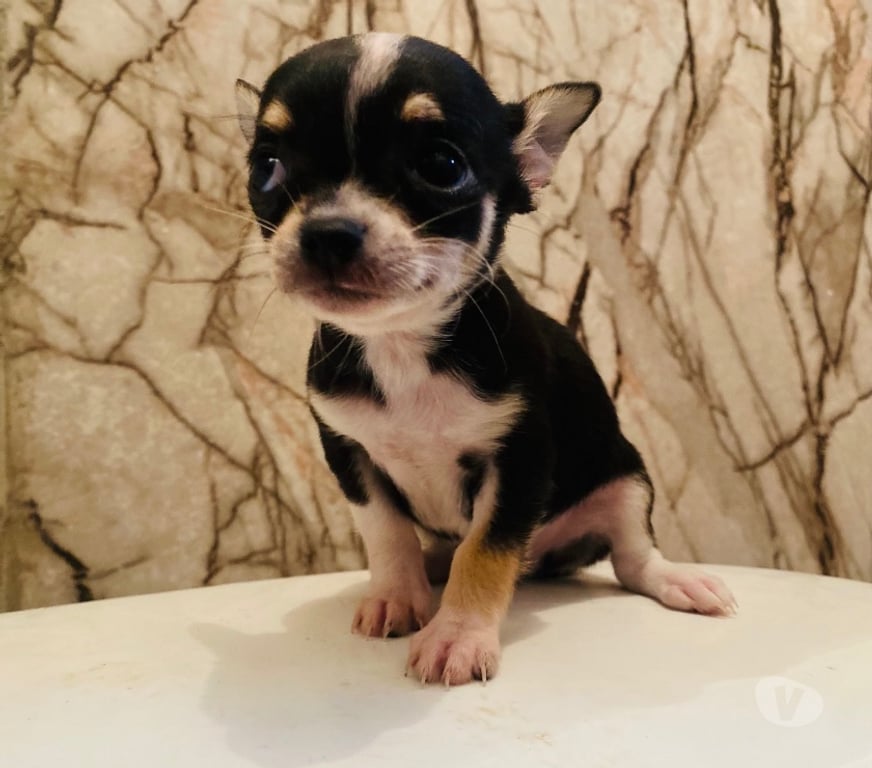 Gatos en Venta Santiago La Cisterna - Fotos de Hermoso chihuahua mini