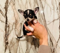 Hermoso chihuahua mini