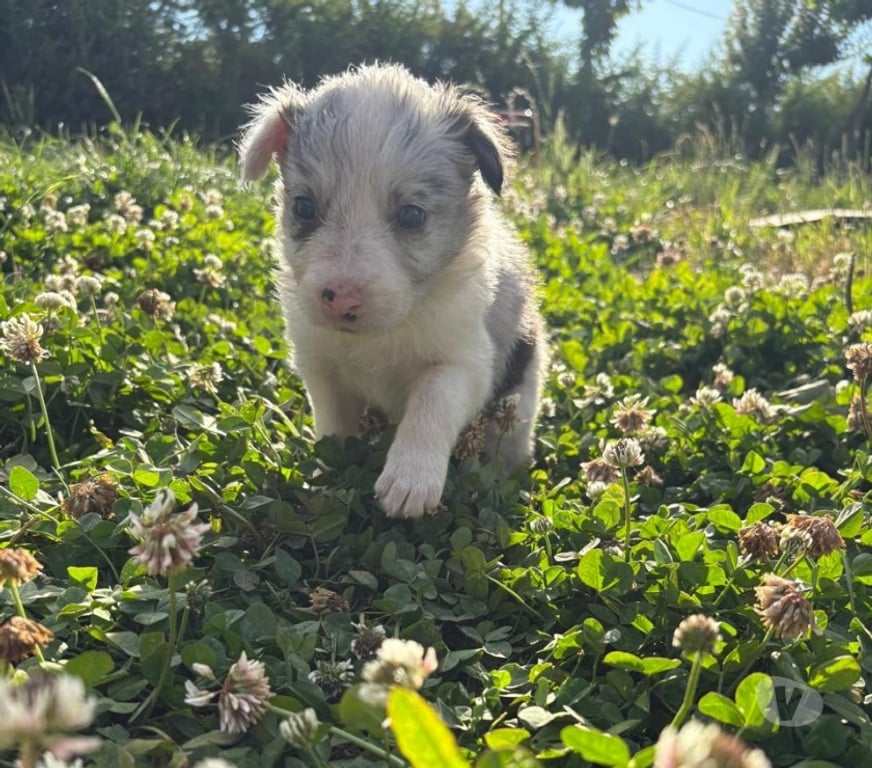 Gatos en Venta Santiago Providencia - Fotos de Hermosos Cachorros Border Collie