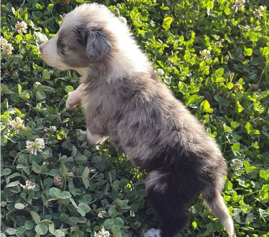Gatos en Venta Santiago Providencia - Fotos de Hermosos Cachorros Border Collie