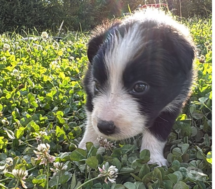 Gatos en Venta Santiago Providencia - Fotos de Hermosos Cachorros Border Collie