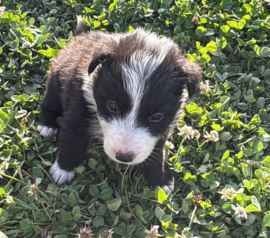 Gatos en Venta Santiago Providencia - Fotos de Hermosos Cachorros Border Collie