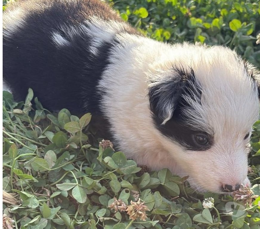 Gatos en Venta Santiago Providencia - Fotos de Hermosos Cachorros Border Collie