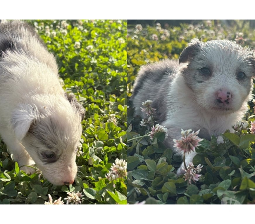 Gatos en Venta Santiago Providencia - Fotos de Hermosos Cachorros Border Collie