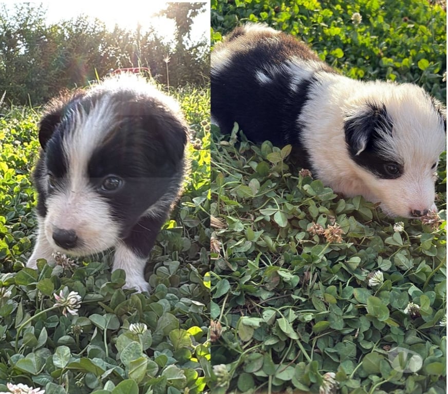 Gatos en Venta Santiago Providencia - Fotos de Hermosos Cachorros Border Collie