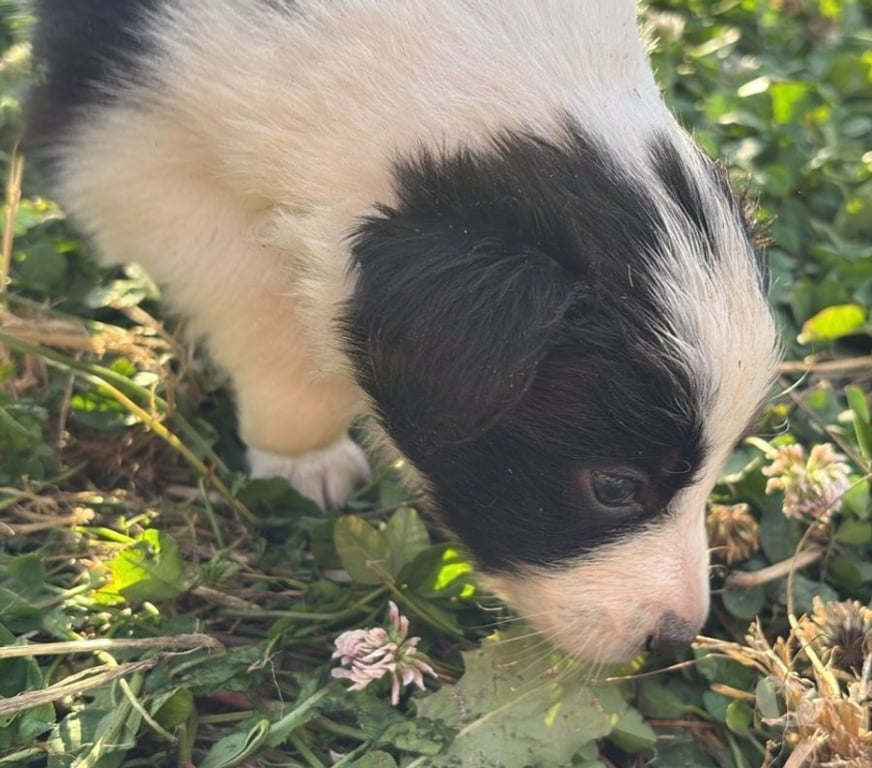 Gatos en Venta Santiago Providencia - Fotos de Hermosos Cachorros Border Collie
