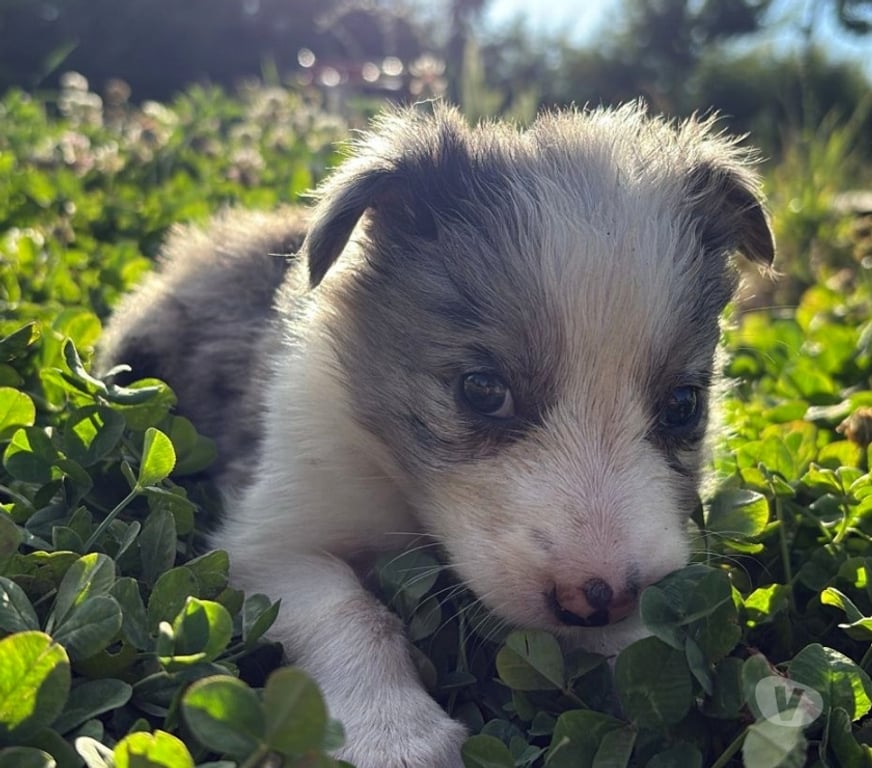 Gatos en Venta Santiago Providencia - Fotos de Hermosos Cachorros Border Collie
