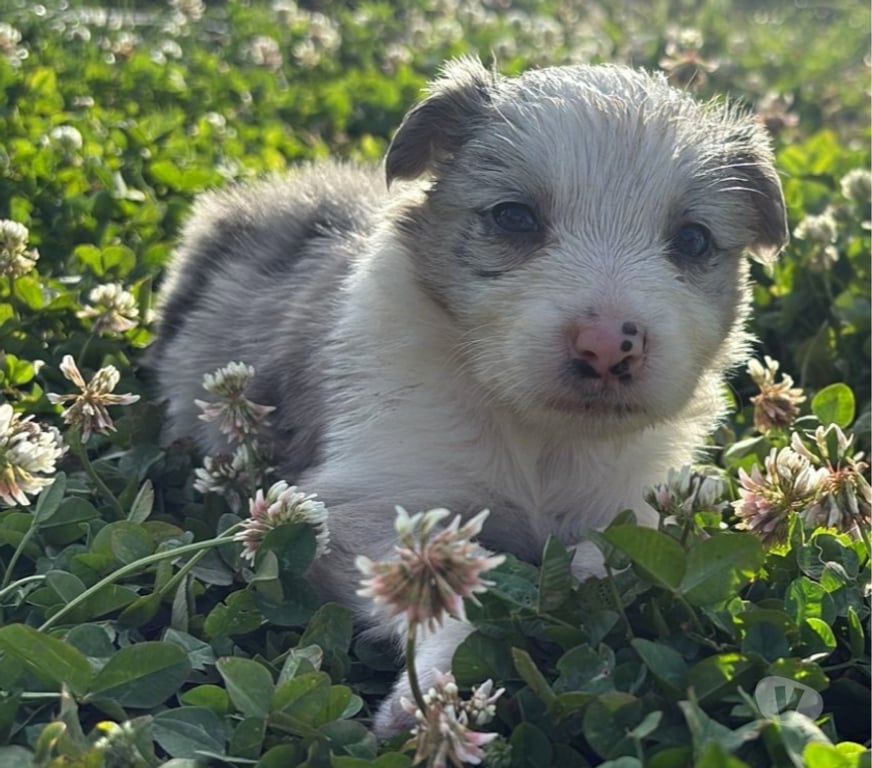 Gatos en Venta Santiago Providencia - Fotos de Hermosos Cachorros Border Collie