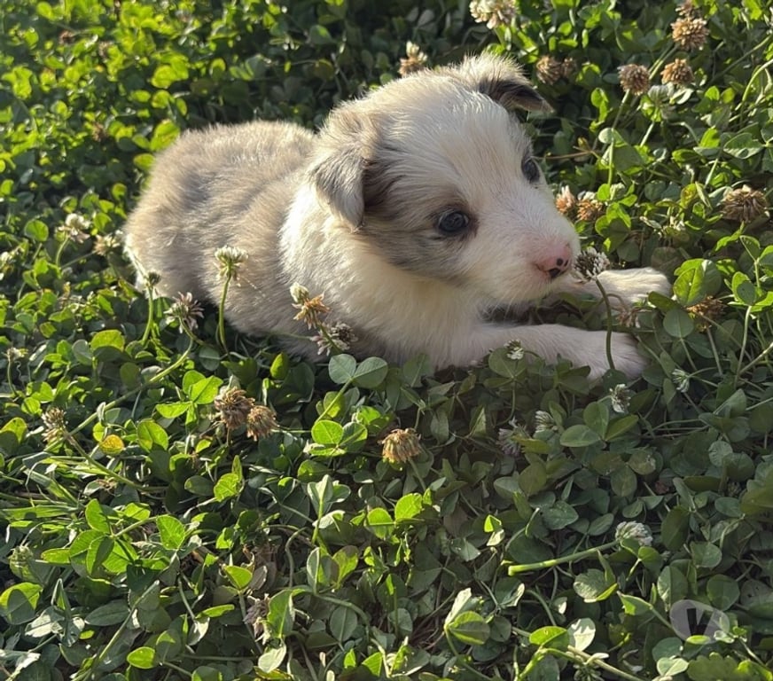 Gatos en Venta Santiago Providencia - Fotos de Hermosos Cachorros Border Collie