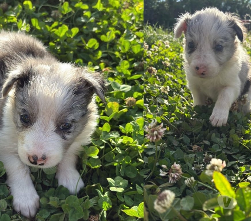 Gatos en Venta Santiago Providencia - Fotos de Hermosos Cachorros Border Collie