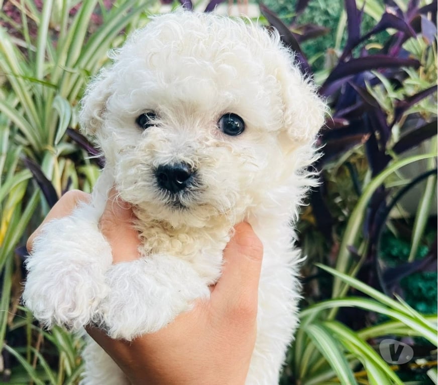 Gatos en Venta Santiago Santiago - Fotos de Cachorritos poodle toy