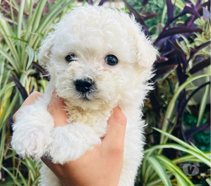Mascotas en Chile Santiago Santiago - Fotos de Cachorritos poodle toy