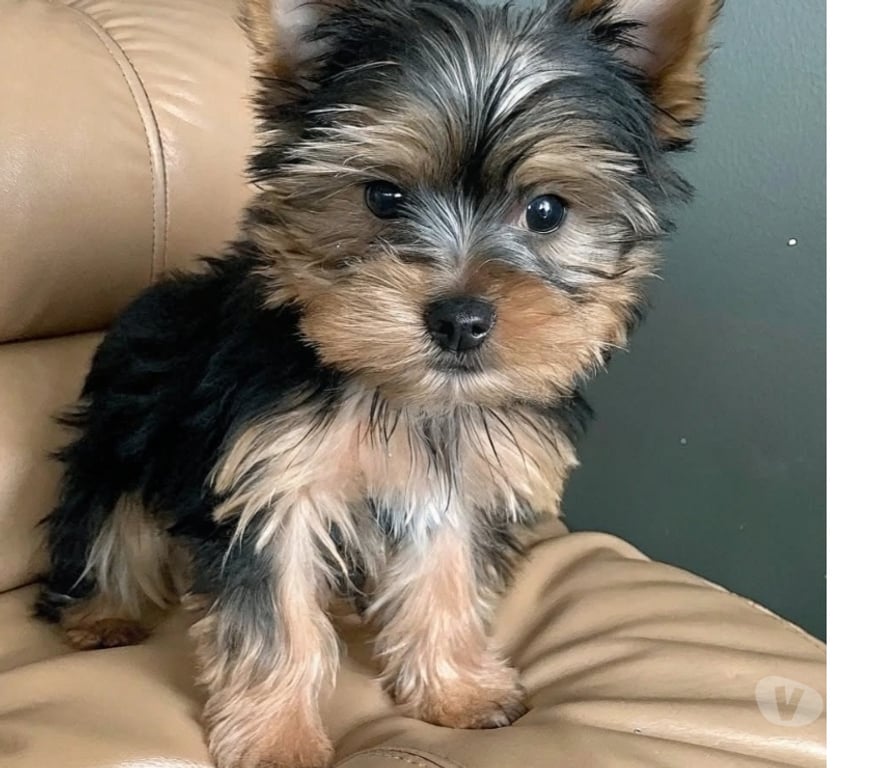 Gatos en Venta Santiago Santiago - Fotos de Cachorritos yorkshire terrier