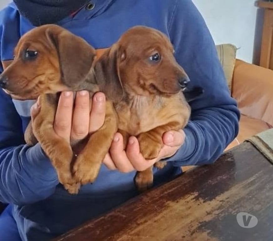 Gatos en Venta Santiago Santiago - Fotos de Cachorritos salchichas