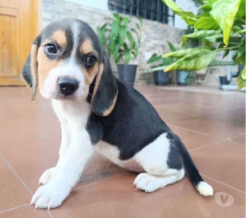 Gatos en Venta Santiago Santiago - Fotos de Cachorros beagles