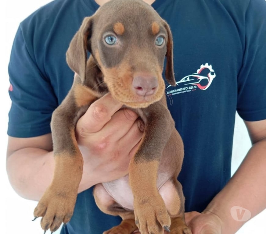 Gatos en Venta Santiago Santiago - Fotos de Cachorritos doberman