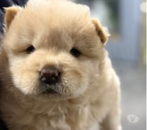 Cachorritos chow chow