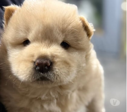 Venta de Mascotas Santiago Santiago - Fotos de Cachorritos chow chow