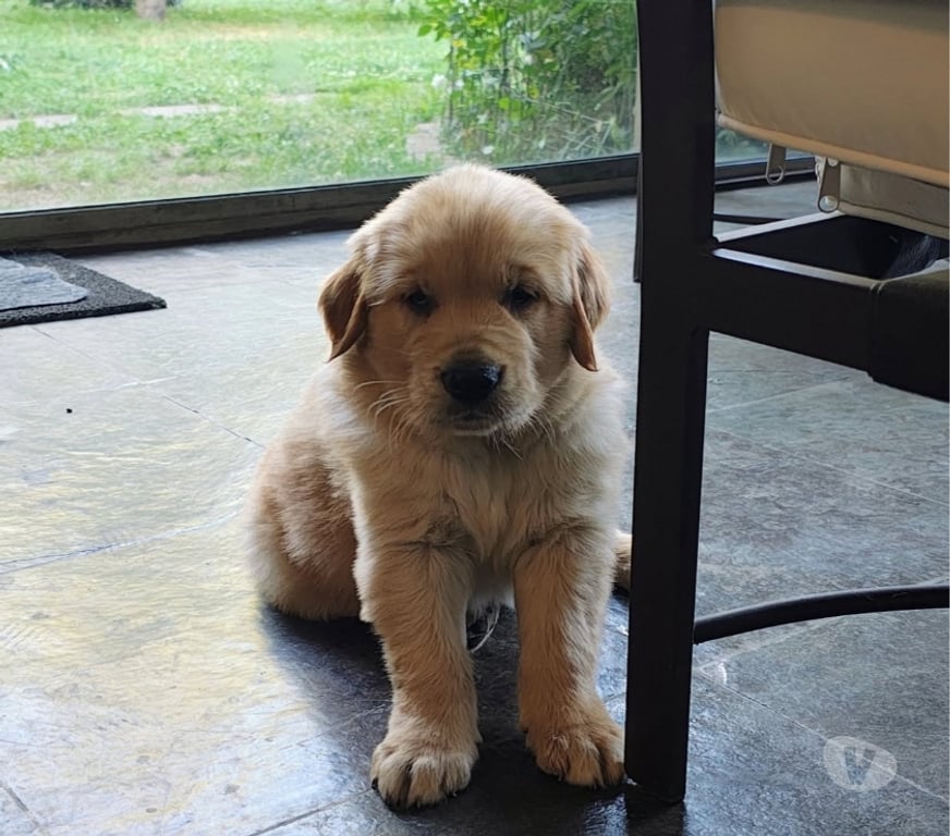 Gatos en Venta Santiago Santiago - Fotos de Cachorros golden retriever