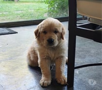 Cachorros golden retriever