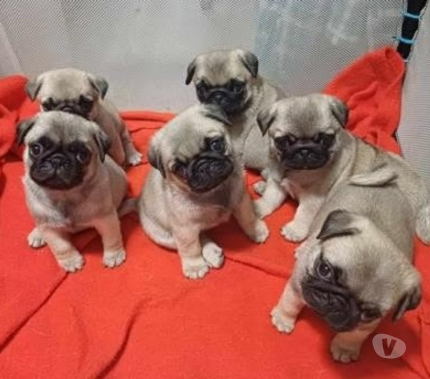 Gatos en Venta Santiago Santiago - Fotos de Cachorritos pug