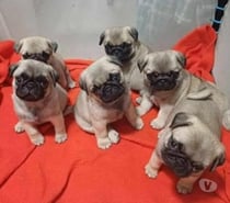 Cachorritos pug