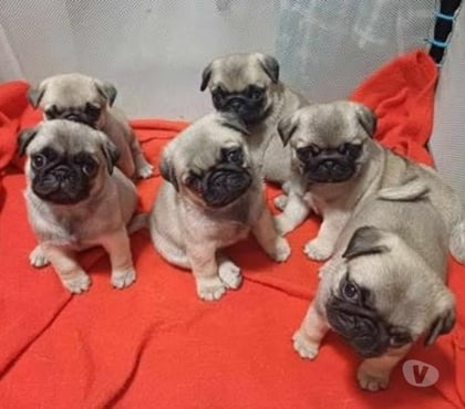 Venta de Mascotas Santiago Santiago - Fotos de Cachorritos pug