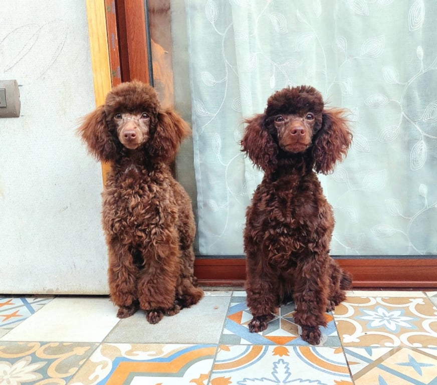 Gatos en Venta Llanquihue Puerto Varas - Fotos de Hermosos cachorritos Poodle color marron (chocolate)