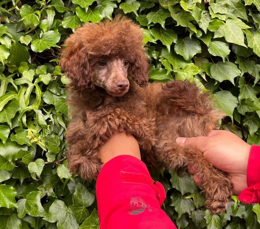 Gatos en Venta Llanquihue Puerto Varas - Fotos de Hermosos cachorritos Poodle color marron (chocolate)