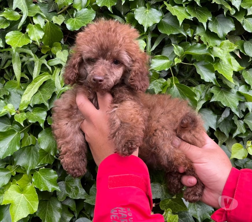 Gatos en Venta Llanquihue Puerto Varas - Fotos de Hermosos cachorritos Poodle color marron (chocolate)