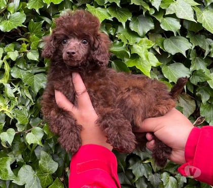 Mascotas en Chile Puerto Varas Llanquihue - Fotos de Hermosos cachorritos Poodle color marron (chocolate)